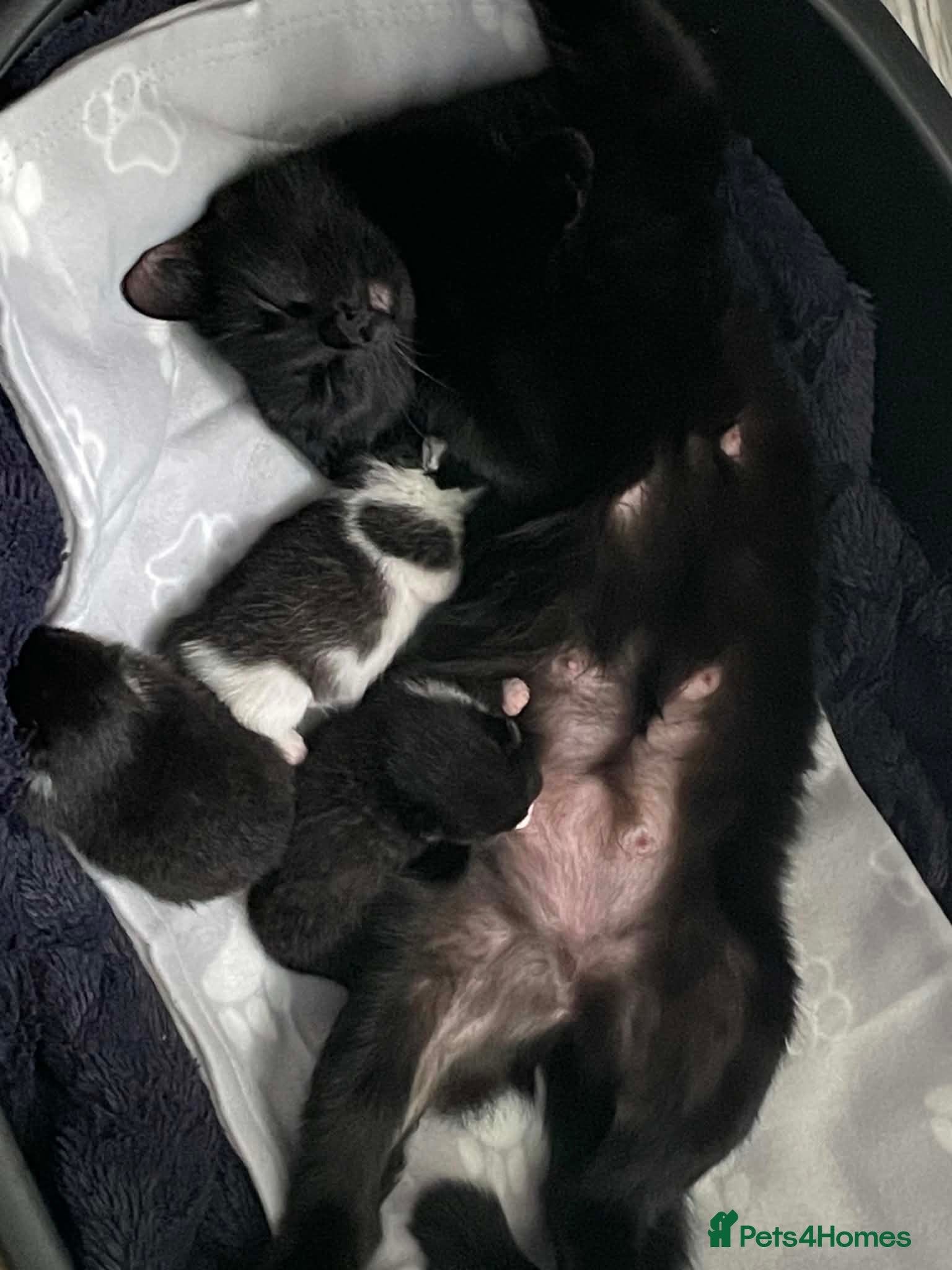 Mixed Breed cats 3 Loving Domestic Kittens waiting for loving homes - Advert 1