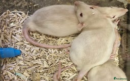 Rat rodents for sale: Very friendly baby rats, including dumbo Siamese  - Image 14