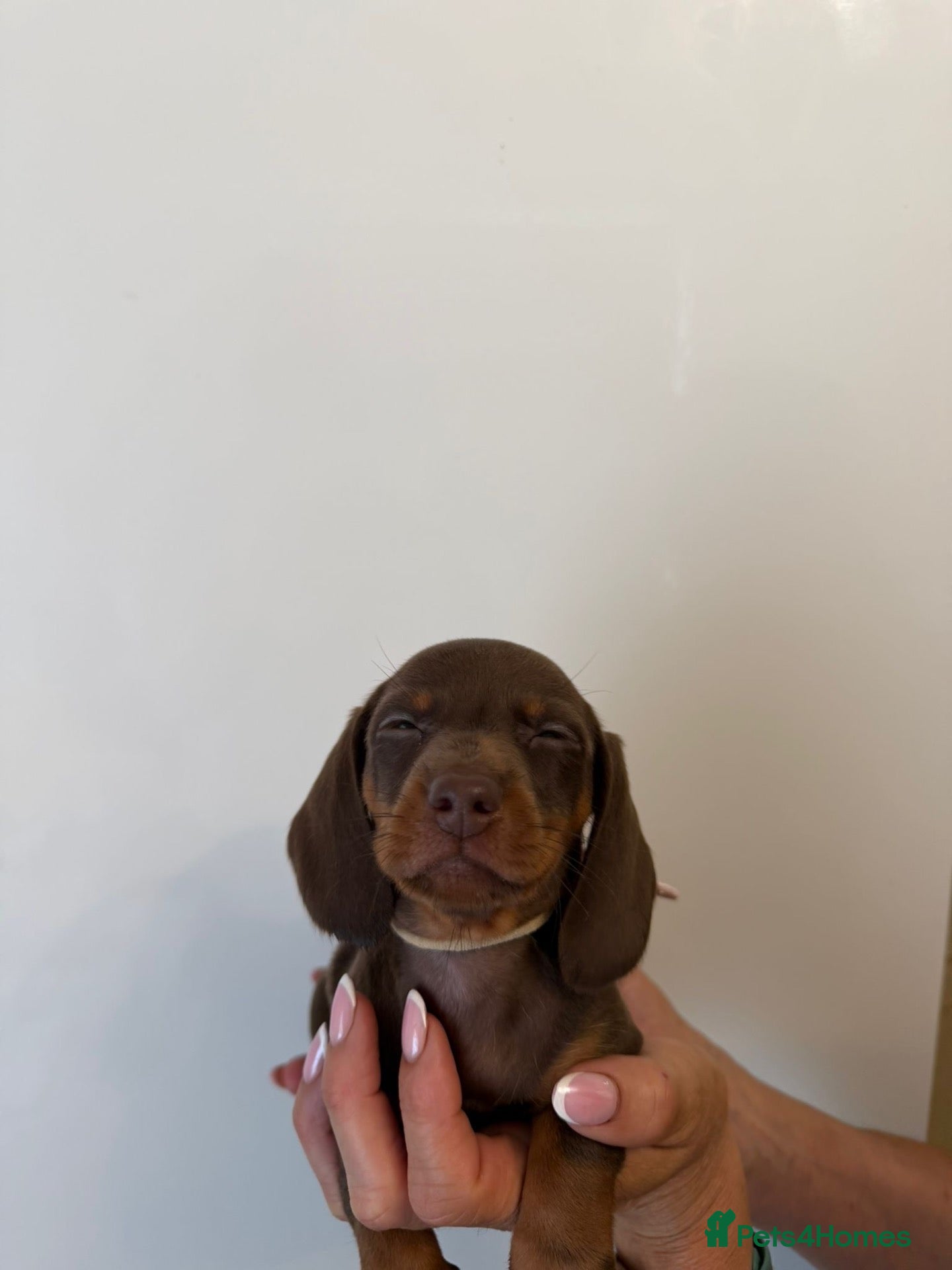 Miniature Dachshund dogs 🤩2stunning male miniature dachshund 🤩 - Advert 7