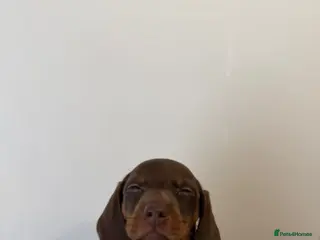 Miniature Dachshund dogs 🤩2stunning male miniature dachshund 🤩 - Advert 7