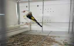 Finches birds for sale: Finches  - Image 8
