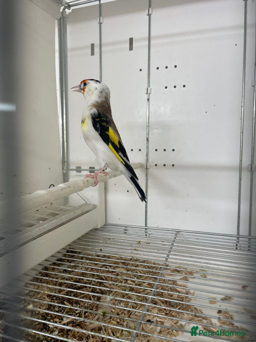 Finches birds for sale: Finches  - Image 8