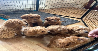 Mixed Breed dogs - Advert 1