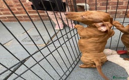 Dachshund dogs for sale: Gorgeous Dachshund Puppies  - Image 9