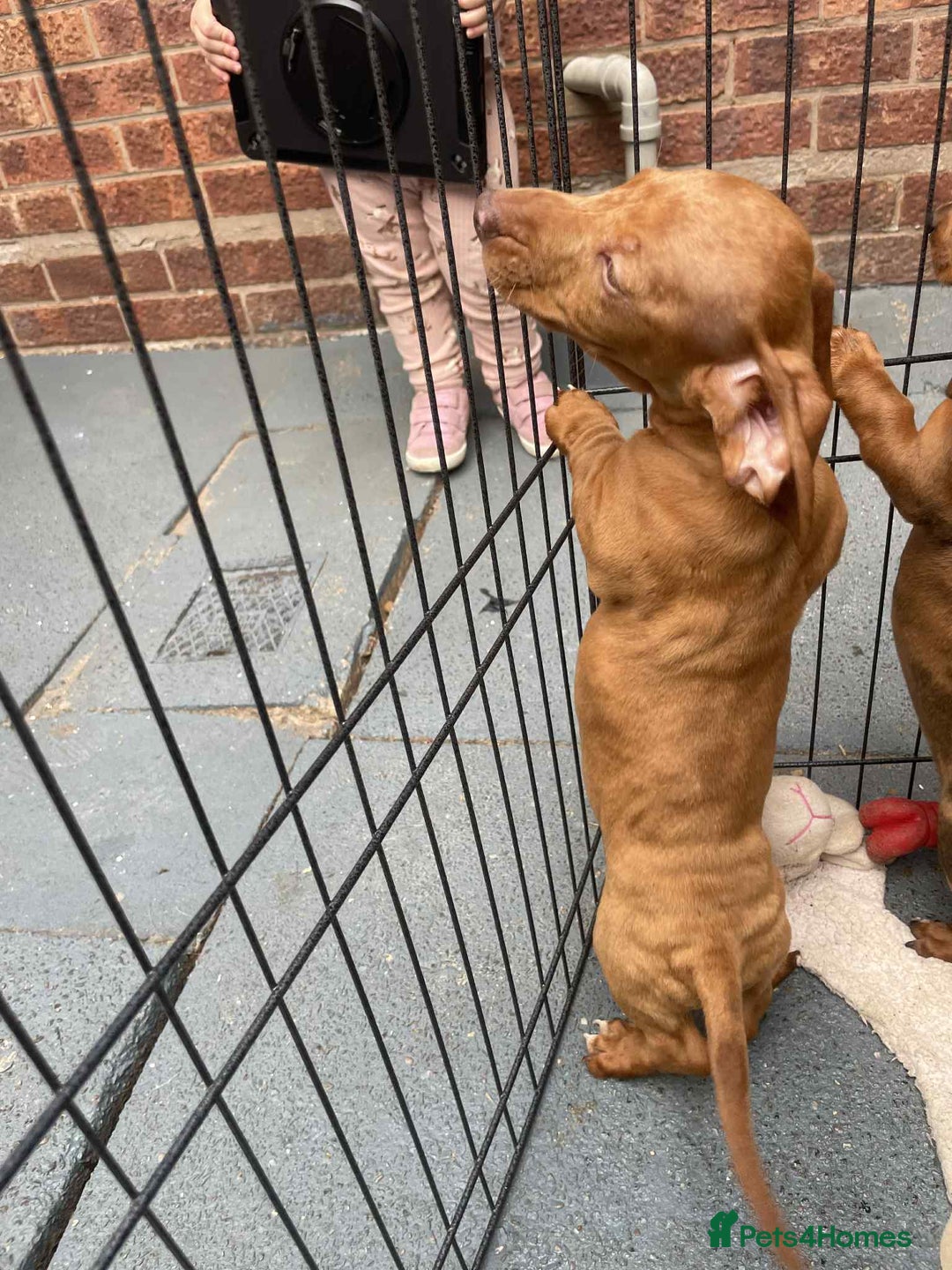 Dachshund dogs for sale: Gorgeous Dachshund Puppies  - Image 9