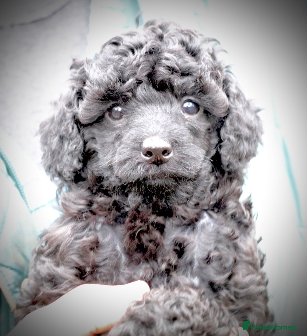 Toy Poodle dogs Tiny Poodle Puppy From Asian Lines. Ready Now - Advert 7