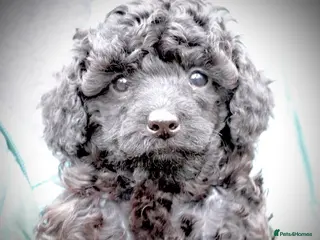 Toy Poodle dogs Tiny Poodle Puppy From Asian Lines. Ready Now - Advert 7