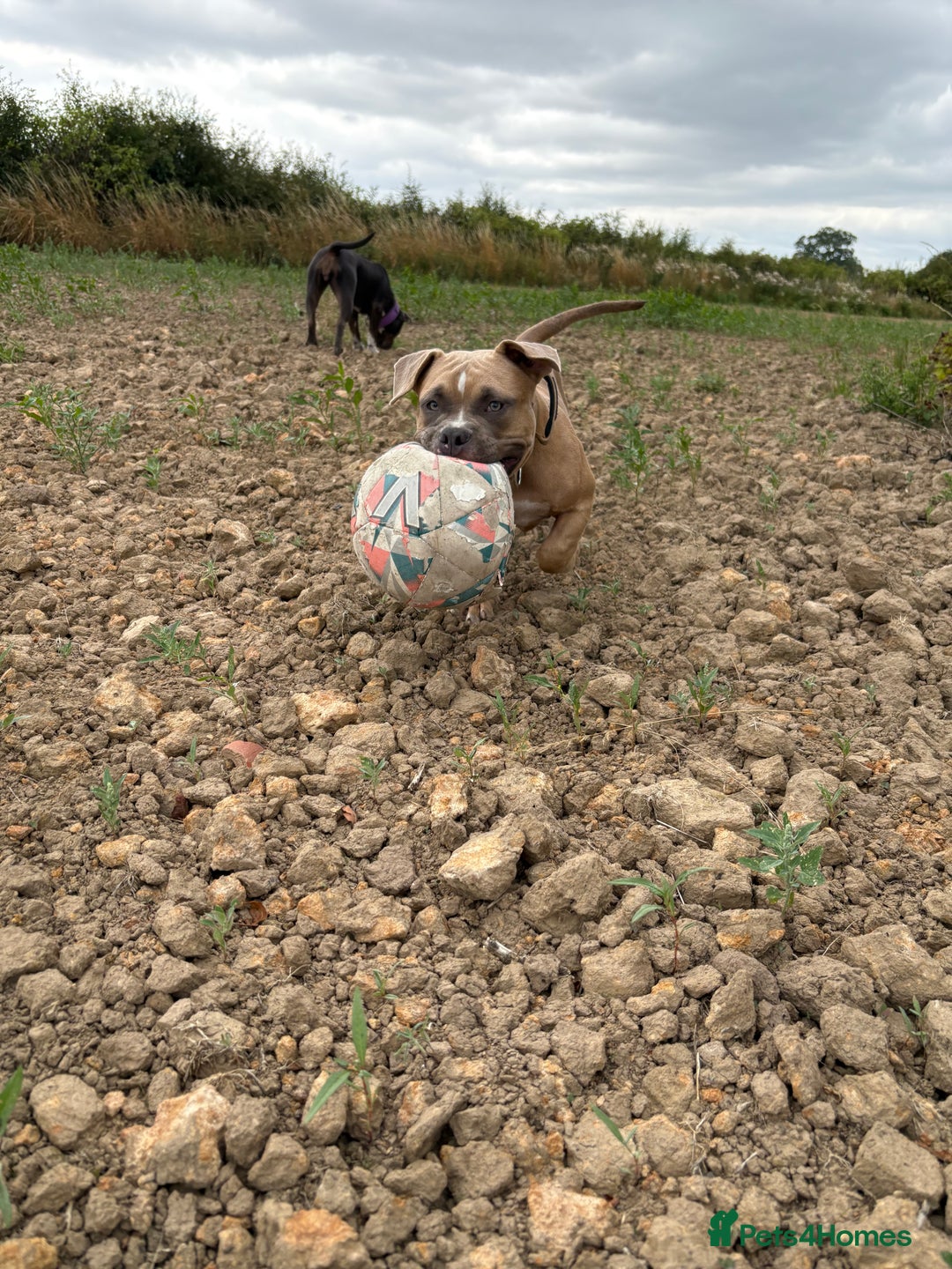 American Bully dogs for sale: Pocket bully pup - Image 2