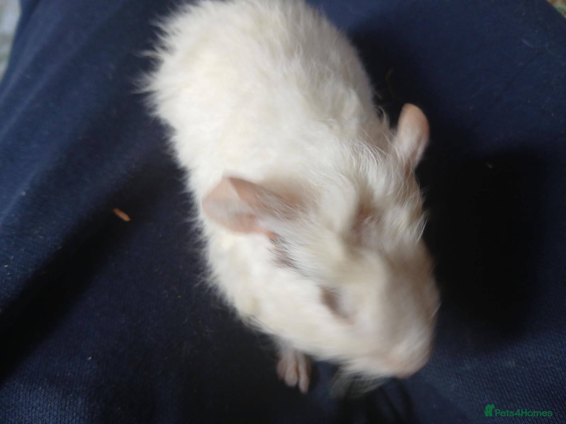 Guinea Pig rodents Baby boars for sale (REDUCED) - Advert 1