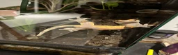 Gecko reptiles for sale: Male Crested Gecko (equipment included) in Bromley - Advert 3