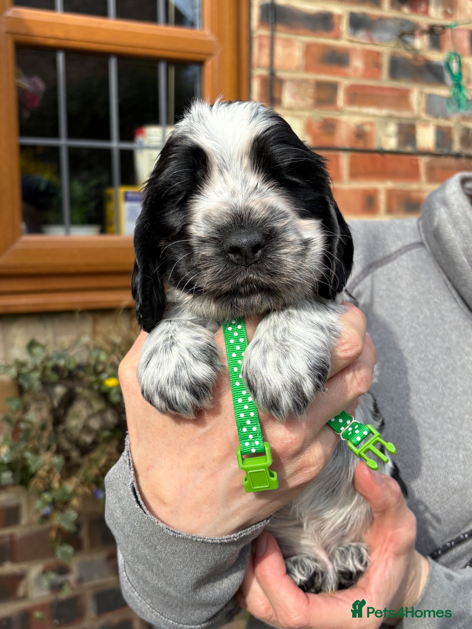 Cocker Spaniel dogs for sale: Quality show type KC reg. blue roan pups. - Advert 1