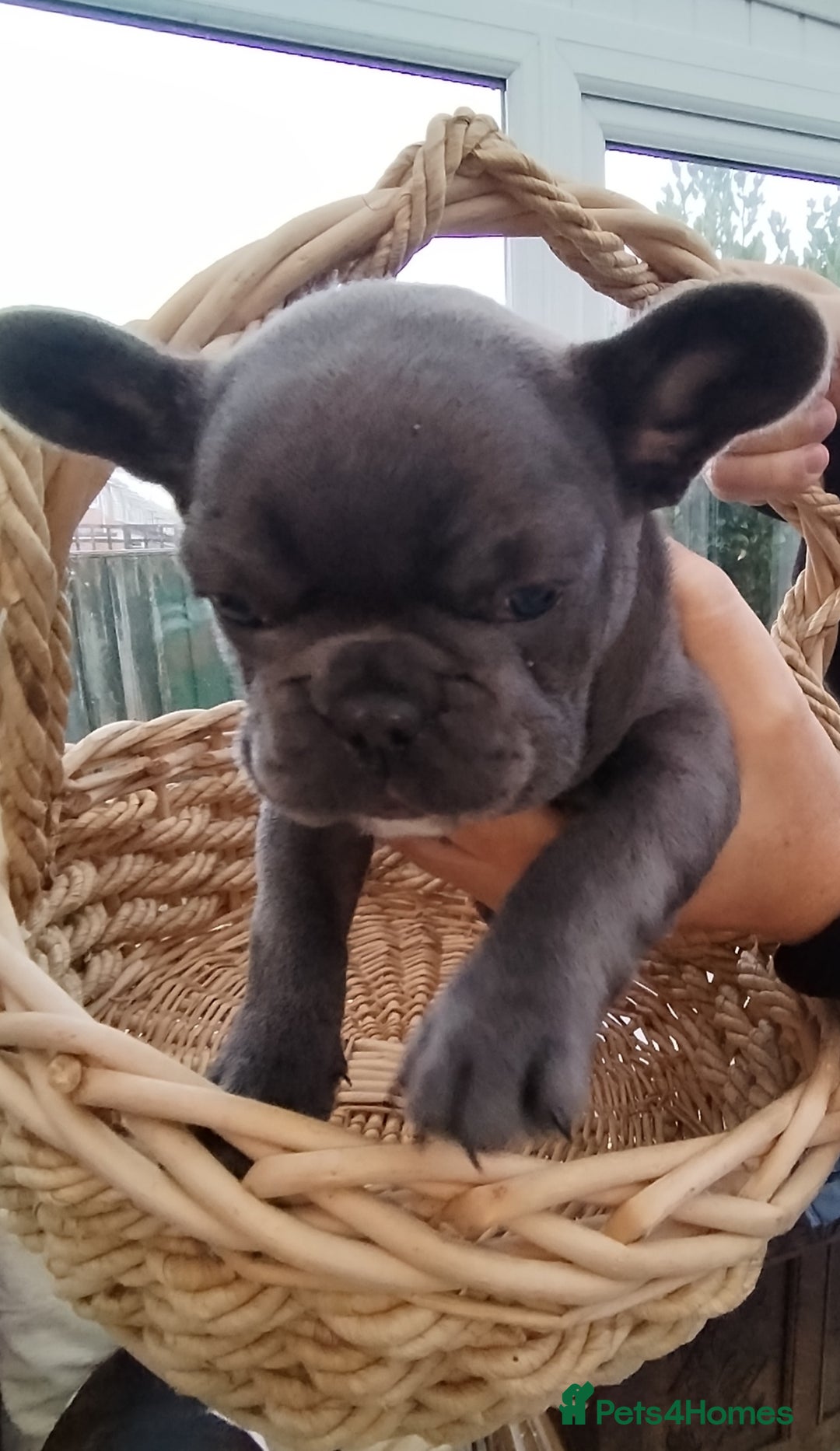 French Bulldog dogs for sale: French bulldog female blue colour - Advert 1
