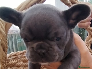 French Bulldog dogs French bulldog female blue colour - Advert 3
