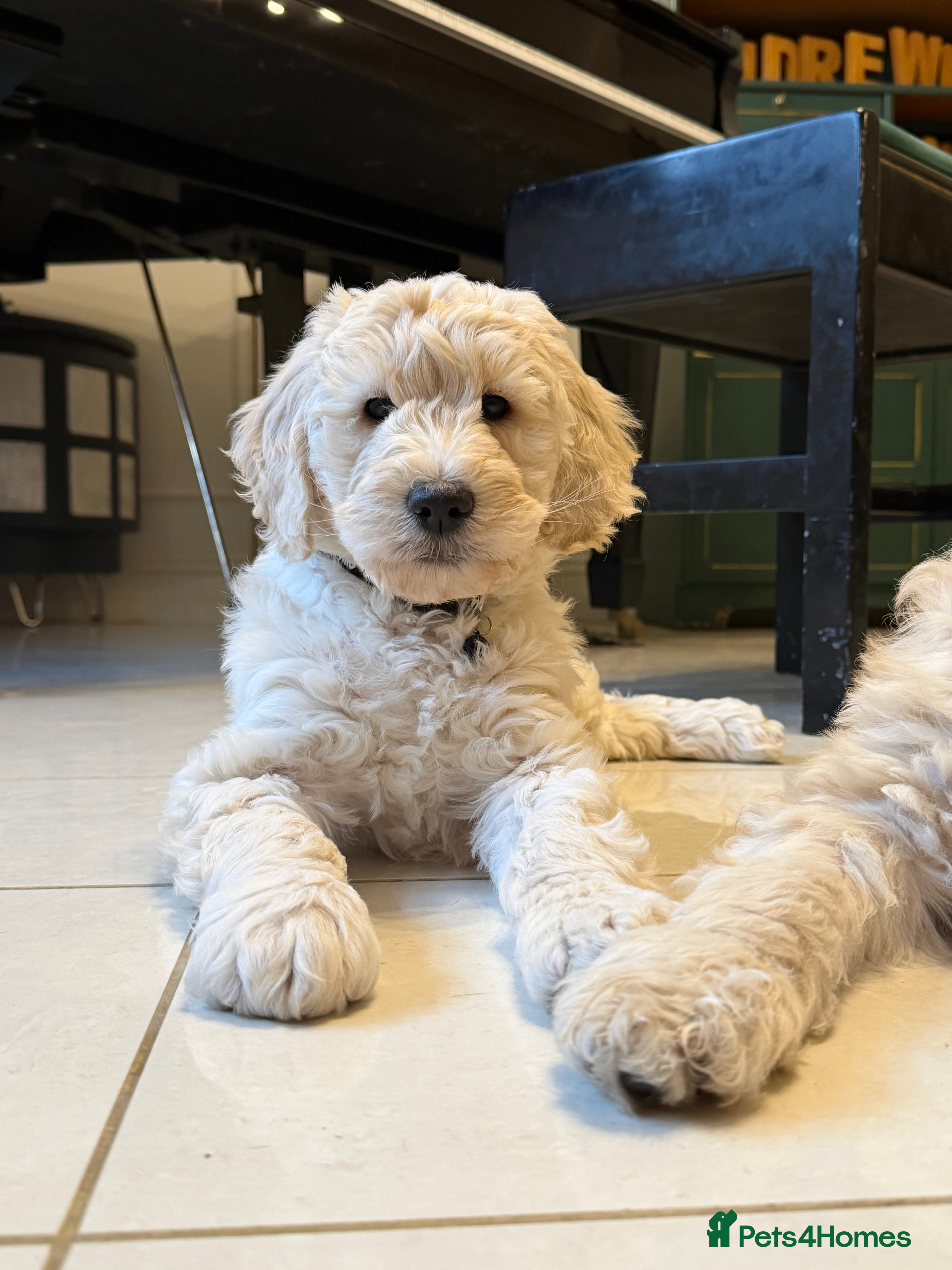 Goldendoodle dogs Goldendoodles-Parents are school well-being dogs  - Advert 12