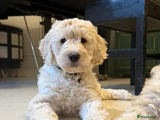 Goldendoodle dogs Goldendoodles-Parents are school well-being dogs - Advert 12