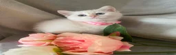 British Shorthair cats for sale: British shorthair kittens  - Advert 39
