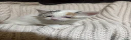 American Shorthair cats for sale: Cuddly Cute Kalic Kittens🐾 - Advert 9