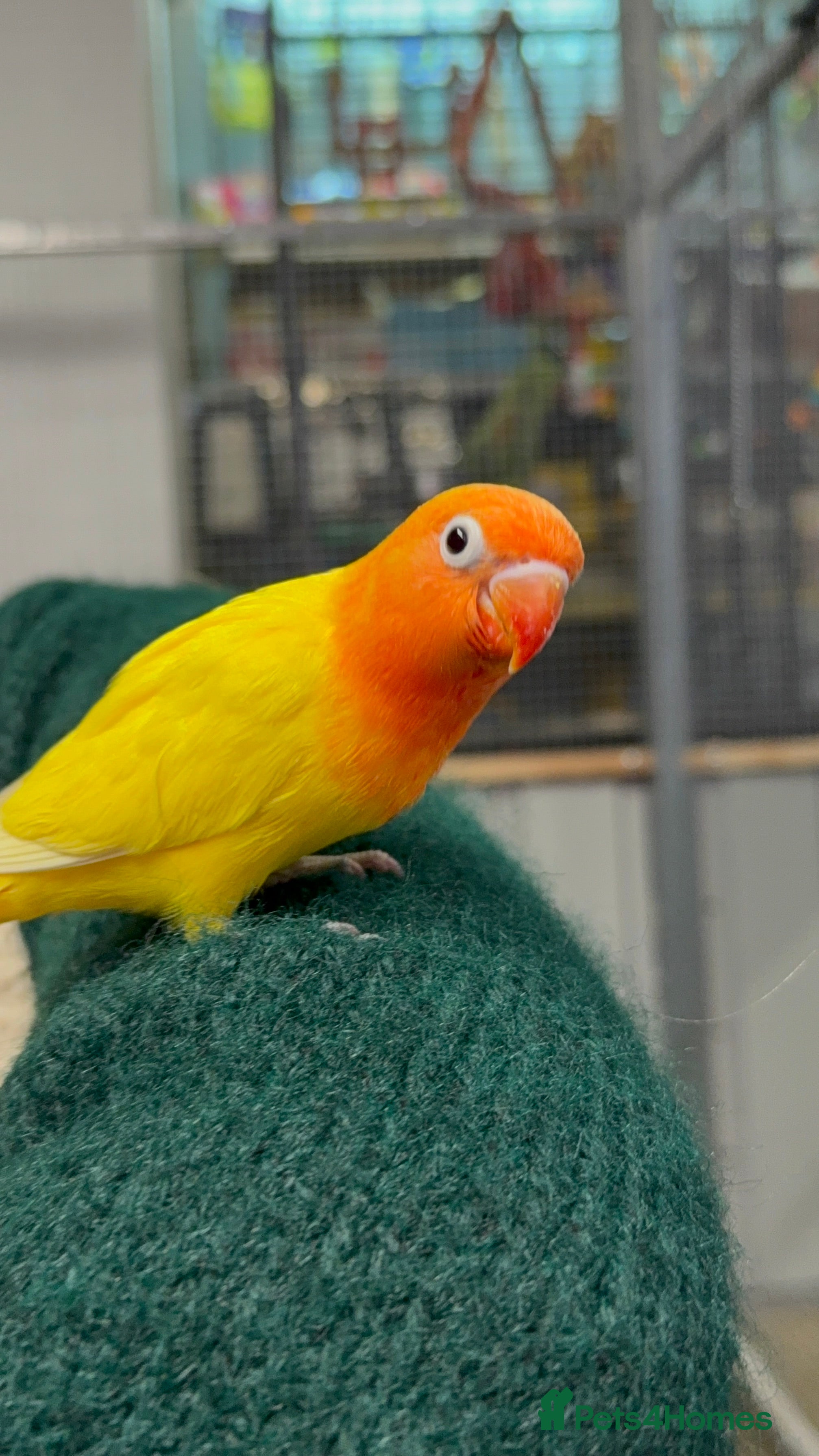 Lovebirds birds Hand reared Lovebirds  - Advert 3