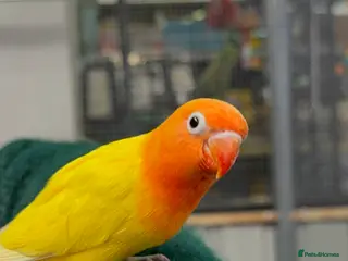 Lovebirds birds Hand reared Lovebirds - Advert 5