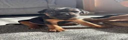 Mixed Breed dogs for sale: Border terrier cross male puppies. - Advert 4