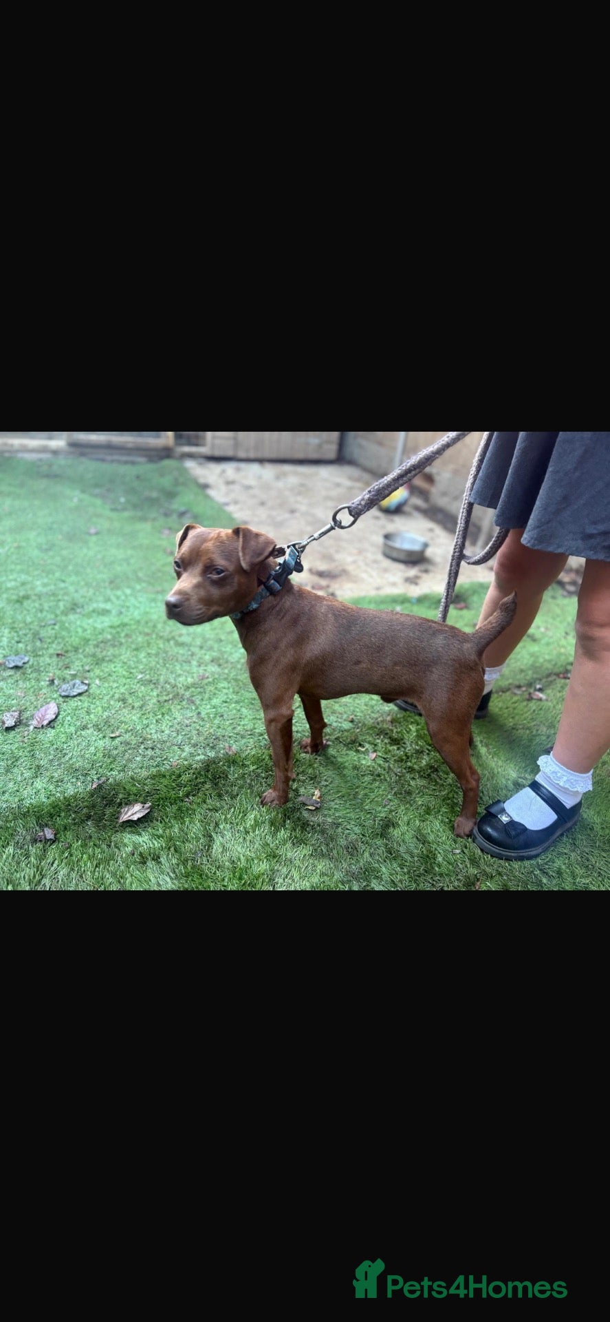 Patterdale Terrier dogs Stunning patterdale stud for sale  - Advert 1