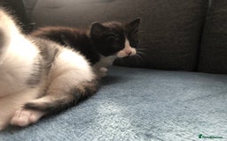 Mixed Breed cats for sale: 5 kittens for sale - Advert 6