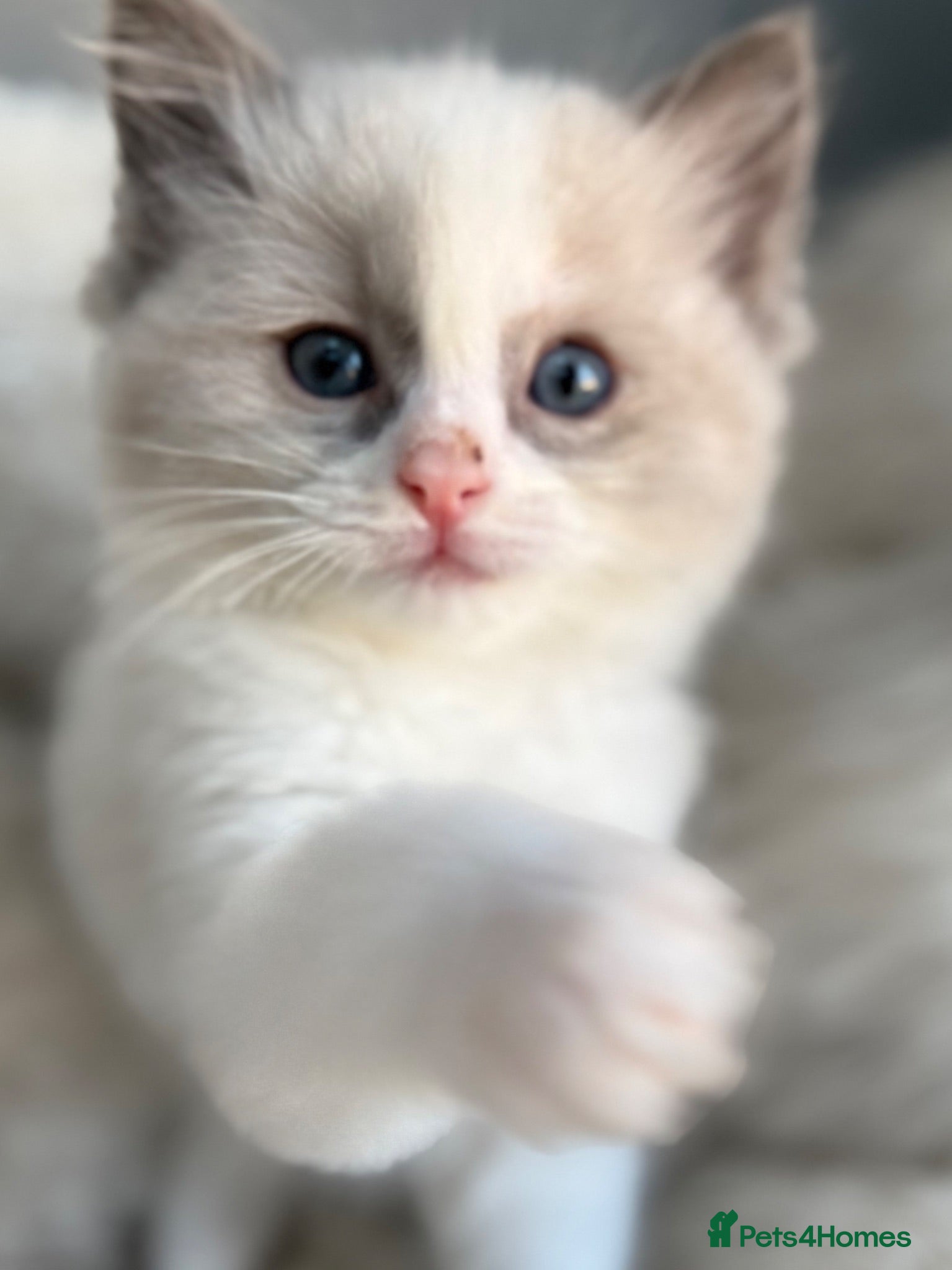 Ragdoll cats 🥇AWARD WIN 🏆 GCCF RAGDOLL KITTENS  - Advert 4