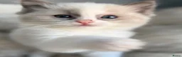 Ragdoll cats for sale: 🥇AWARD WIN 🏆 GCCF RAGDOLL KITTENS  - Advert 1