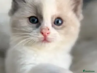 Ragdoll cats 🥇AWARD WIN 🏆 GCCF RAGDOLL KITTENS - Advert 4