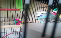 Budgerigars birds for sale: Budgie for rehoming - Image 2
