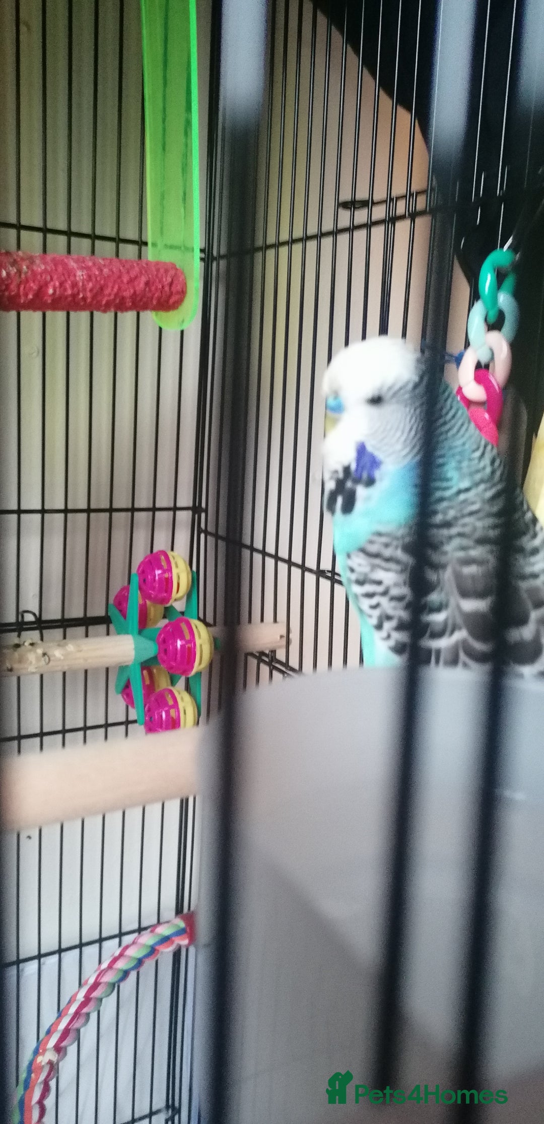 Budgerigars birds for sale: Budgie for rehoming - Image 2