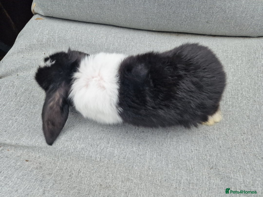 Mini Lop rabbits for sale: Mini lop babies  - Image 11