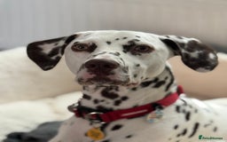 Dalmatian dogs for sale: Liver Dalmatian for sale.  - Image 5