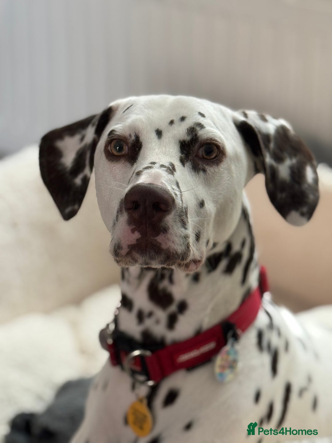Dalmatian dogs for sale: Liver Dalmatian for sale.  - Image 5
