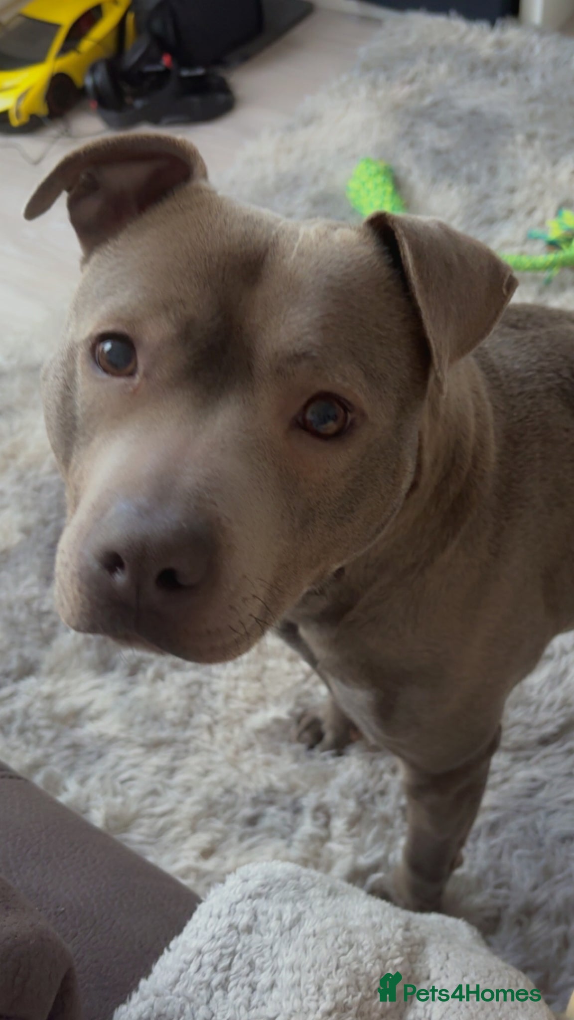 Staffordshire Bull Terrier dogs Lovely 4 year old female staff for sale  - Advert 15