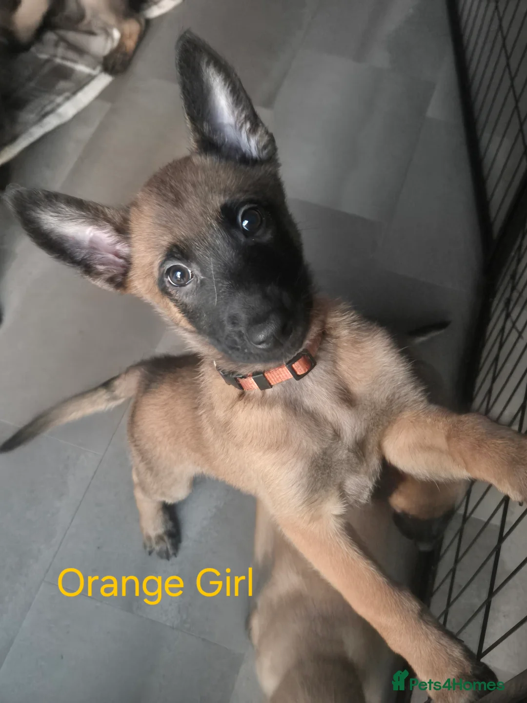 Belgian Shepherd Dog dogs for sale: x7 puppies KC Registered Belgian Malinois - Advert 1