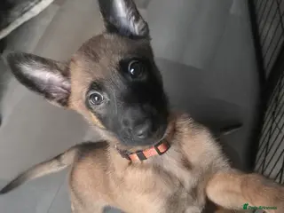 Belgian Shepherd Dog dogs x13 puppies KC Registered Belgian Malinois - Advert 13