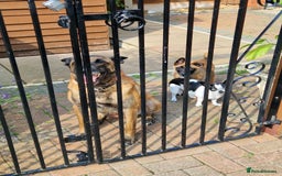 Belgian Shepherd Dog dogs for sale: Malinois Puppy for Sale - Pure, Healthy, KC Regist - Image 17