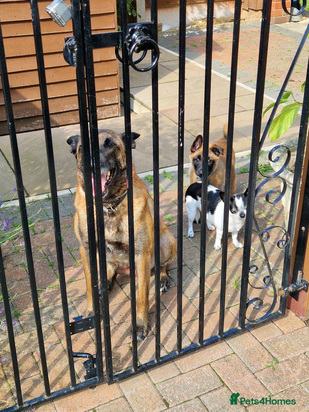 Belgian Shepherd Dog dogs for sale: Malinois Puppy for Sale - Pure, Healthy, KC Regist - Image 17