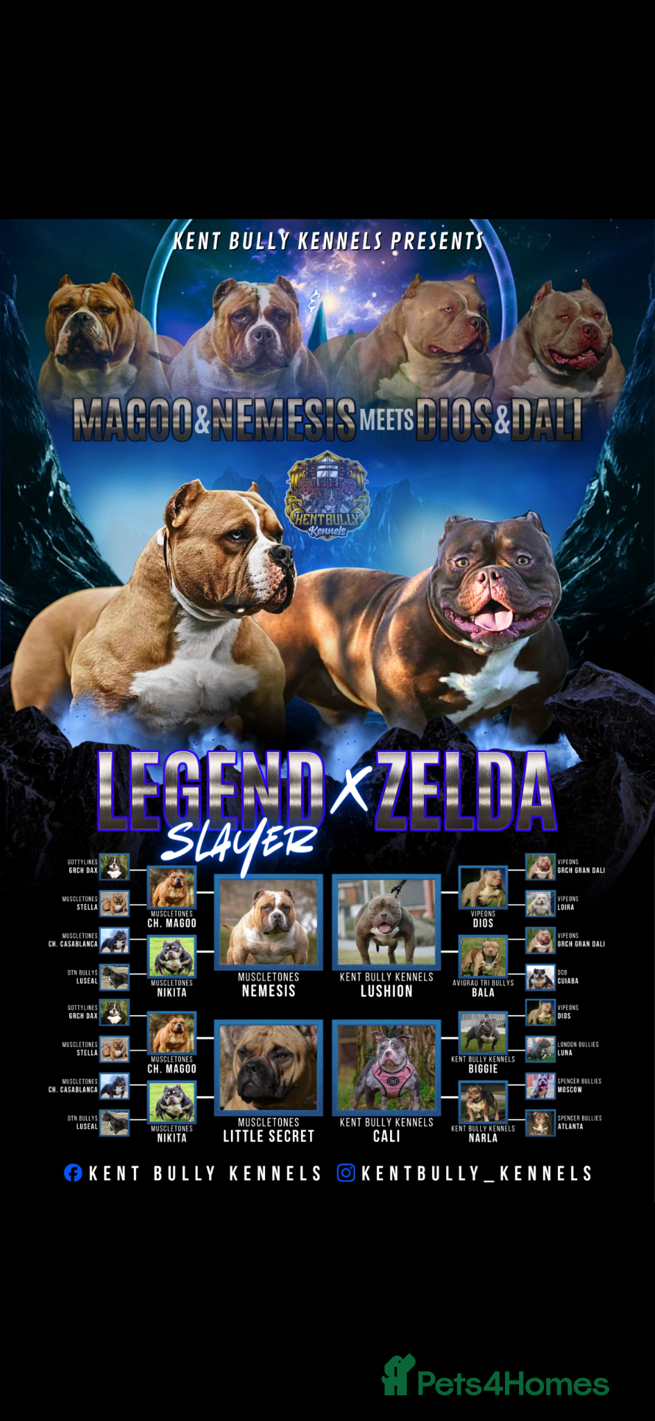 American Bully dogs for sale: Pocket bully pups for sale  - Advert 1