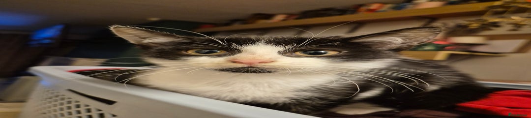 Mixed Breed Kitten 1