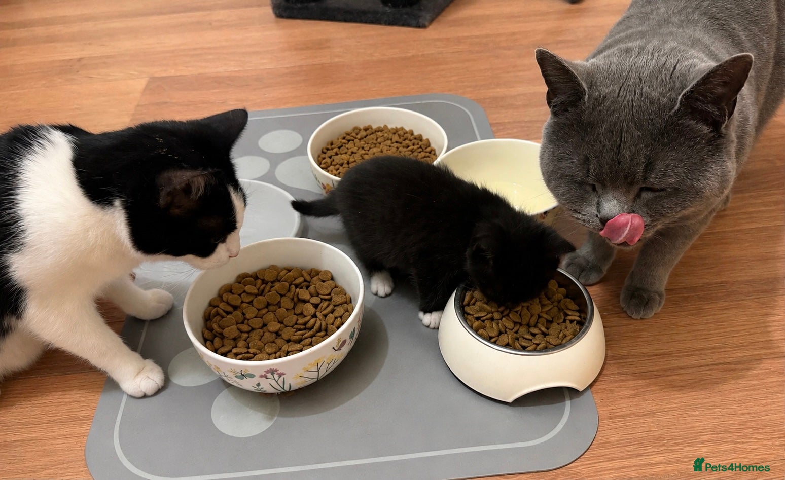 Mixed Breed cats Looking for a Loving & Caring Home - Advert 1