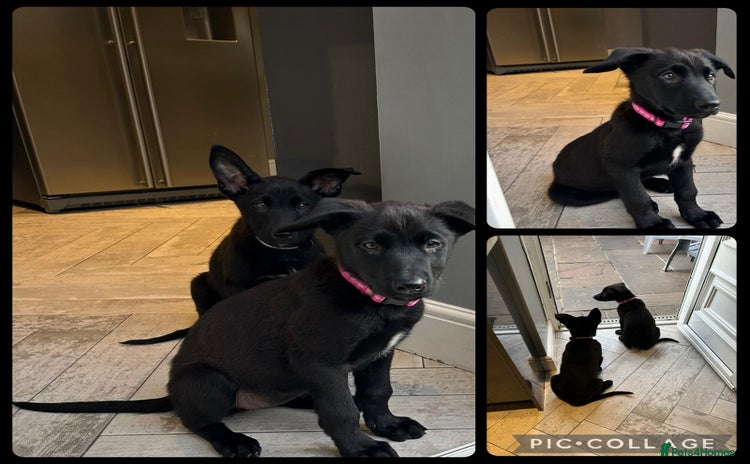 Belgian Shepherd Dog dogs in Wingate - Advert 2