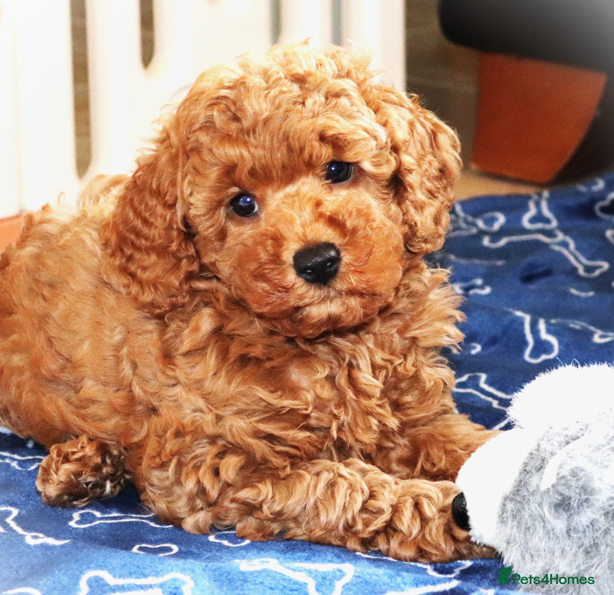 Cavapoo dogs One Top Quality Puppy, fully DNA tested Parents - Advert 2