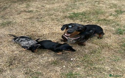 Miniature Dachshund dogs for sale: KC Miniature Dachshund - Image 12