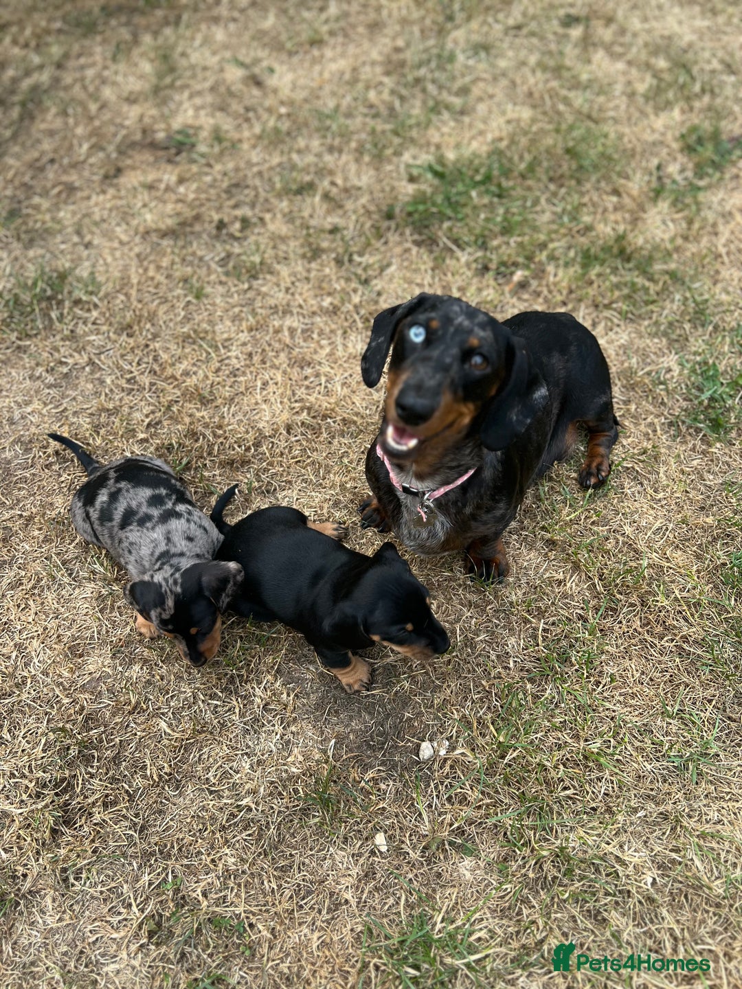 Miniature Dachshund dogs for sale: KC Miniature Dachshund - Image 12