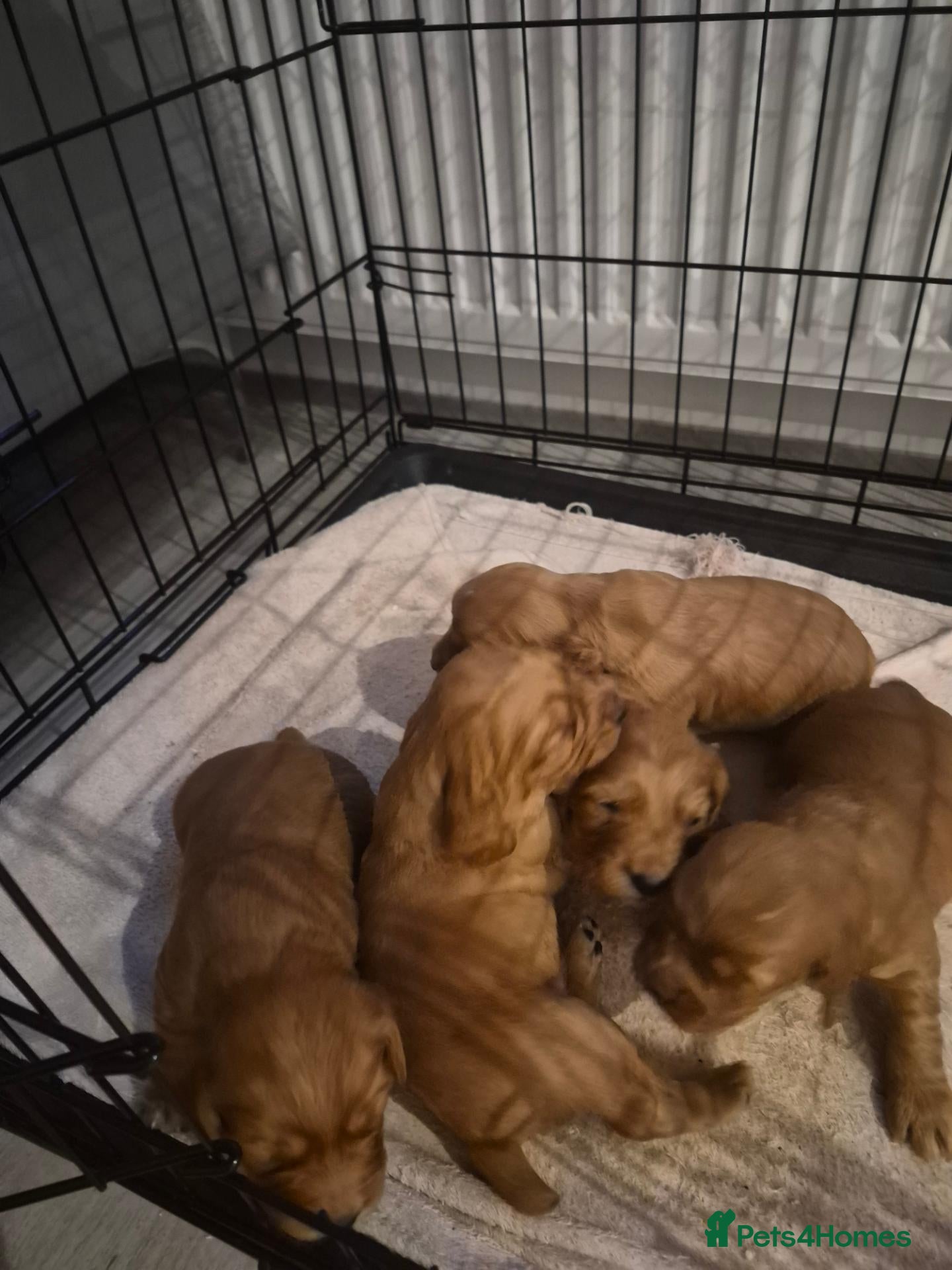 Cocker Spaniel dogs for sale: Cocker spaniel boys for sale - Advert 7