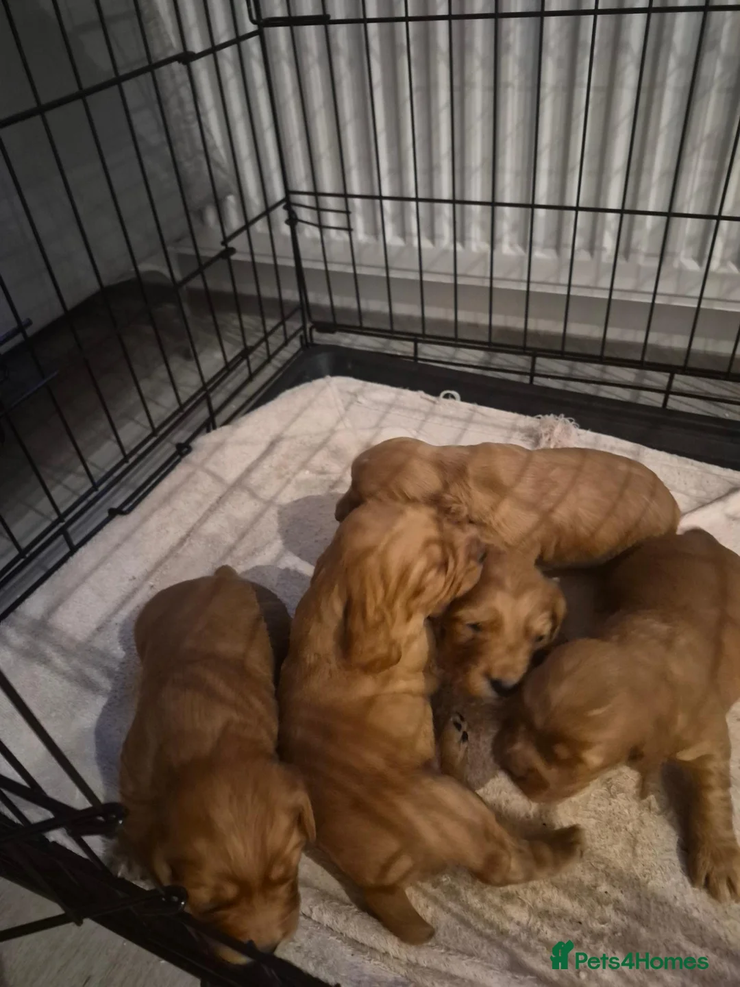 Cocker Spaniel dogs for sale: Cocker spaniel boys for sale in Barnstaple - Advert 1