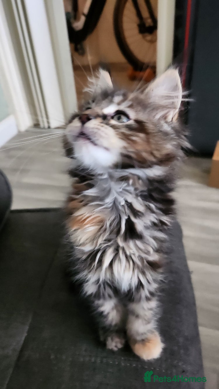 Maine Coon cats Pedigree Maine coon kitten  - Advert 1