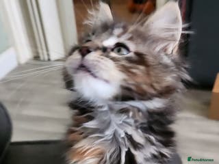 Maine Coon cats Pedigree Maine coon kitten - Advert 2